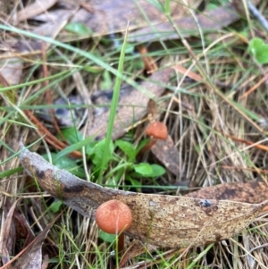 Laccaria sp. at The Angle, NSW - suppressed