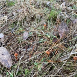 Laccaria sp. at The Angle, NSW - suppressed