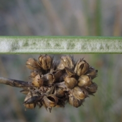 Juncus vaginatus (Clustered Rush) at The Pinnacle - 17 May 2024 by pinnaCLE