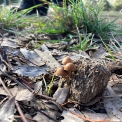 Protostropharia semiglobata at The Angle, NSW - 9 Jun 2024 by JTran