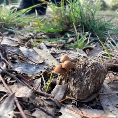 Protostropharia semiglobata at The Angle, NSW - 9 Jun 2024 by JTran