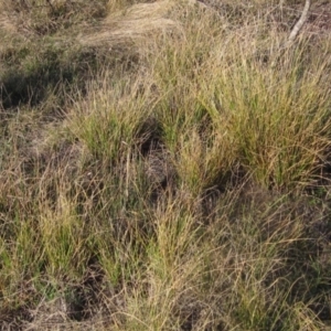 Carex appressa at The Pinnacle - 17 May 2024 03:40 PM