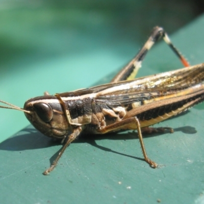 Macrotona australis (Common Macrotona Grasshopper) at Herne Hill, VIC - 12 Feb 2023 by WendyEM