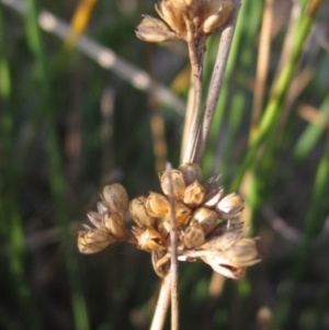 Juncus sp. at The Pinnacle - 17 May 2024 03:51 PM