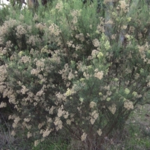 Cassinia quinquefaria at The Pinnacle - 17 May 2024 04:01 PM