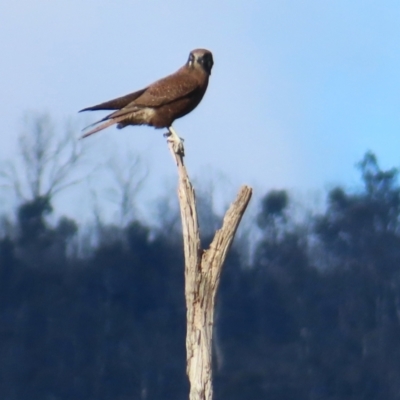 Falco berigora (Brown Falcon) at Namadgi National Park - 8 Jun 2024 by KMcCue