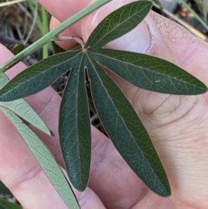 Passiflora caerulea at QPRC LGA - 9 Jun 2024