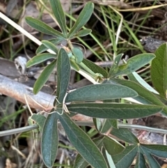 Passiflora caerulea at QPRC LGA - 9 Jun 2024