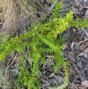 Grevillea sp. at QPRC LGA - 9 Jun 2024 03:51 PM