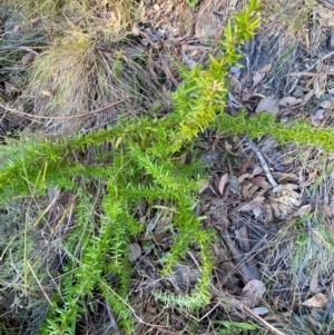 Grevillea sp. at QPRC LGA - 9 Jun 2024