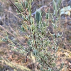 Lavandula stoechas at QPRC LGA - 9 Jun 2024 03:14 PM