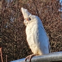 Cacatua sanguinea (Little Corella) at QPRC LGA - 9 Jun 2024 by MatthewFrawley