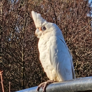 Cacatua sanguinea at QPRC LGA - 10 Jun 2024 08:17 AM