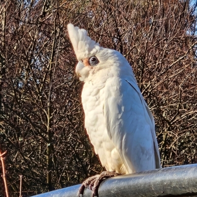 Cacatua sanguinea (Little Corella) at QPRC LGA - 9 Jun 2024 by MatthewFrawley