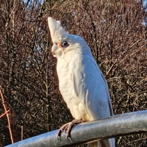 Cacatua sanguinea at QPRC LGA - 10 Jun 2024 08:17 AM