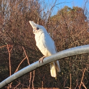 Cacatua sanguinea at QPRC LGA - 10 Jun 2024 08:17 AM