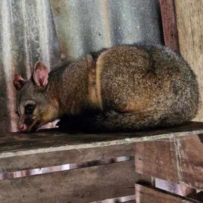 Trichosurus vulpecula (Common Brushtail Possum) at QPRC LGA - 10 Jun 2024 by MatthewFrawley