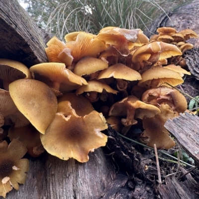 Armillaria luteobubalina (Australian Honey Fungus) at QPRC LGA - 1 Jun 2024 by yellowboxwoodland