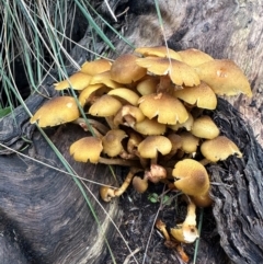 Armillaria luteobubalina at QPRC LGA - suppressed