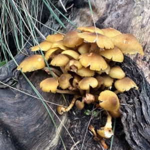 Armillaria luteobubalina at QPRC LGA - suppressed