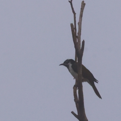 Entomyzon cyanotis (Blue-faced Honeyeater) at Wodonga - 10 Jun 2024 by KylieWaldon