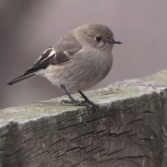 Petroica phoenicea (Flame Robin) at Wodonga - 10 Jun 2024 by KylieWaldon