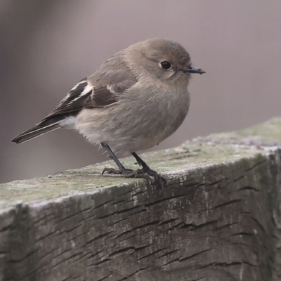 Petroica phoenicea (Flame Robin) at Wodonga - 10 Jun 2024 by KylieWaldon