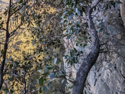 Eucalyptus serraensis subsp. serraensis (Grampians stringybark) at Grampians National Park - 9 Jun 2024 by WalterEgo