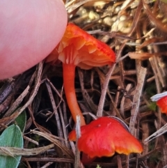 Hygrocybe sp. ‘red’ at The Pinnacle - 9 Jun 2024