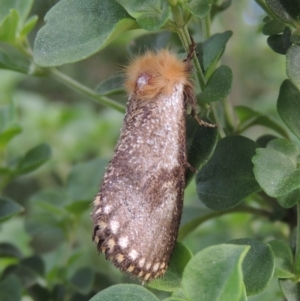 Epicoma tristis at Pollinator-friendly garden Conder - 6 Jan 2024 05:35 PM