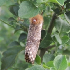 Epicoma tristis at Pollinator-friendly garden Conder - 6 Jan 2024 05:35 PM