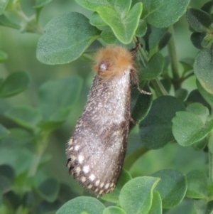 Epicoma tristis at Pollinator-friendly garden Conder - 6 Jan 2024 05:35 PM