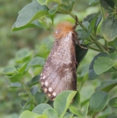 Epicoma tristis at Pollinator-friendly garden Conder - 6 Jan 2024 05:35 PM