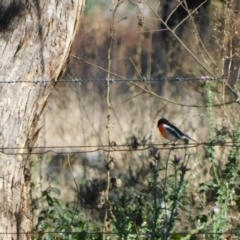 Petroica boodang (Scarlet Robin) at Symonston, ACT - 10 Jun 2024 by CallumBraeRuralProperty