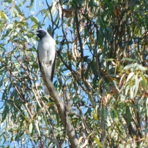 Coracina novaehollandiae at Symonston, ACT - 10 Jun 2024