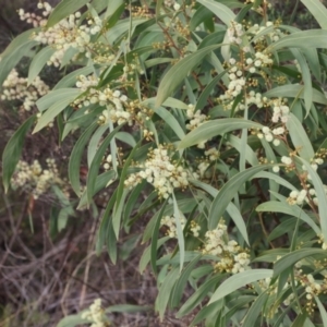 Acacia obliquinervia at Lyons, ACT - 10 Jun 2024