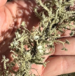 Usnea sp. (genus) at QPRC LGA - suppressed