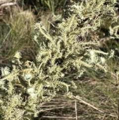 Usnea sp. (genus) at QPRC LGA - suppressed