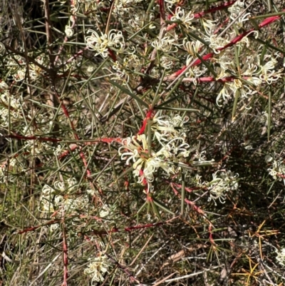 Hakea decurrens (Bushy Needlewood) at QPRC LGA - 10 Jun 2024 by yellowboxwoodland