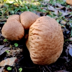 Calvatia sp. (a puffball ) at Bodalla State Forest - 9 Jun 2024 by Teresa