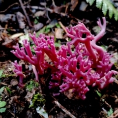 Clavaria zollingeri (Clavaria zollingeri) by Teresa