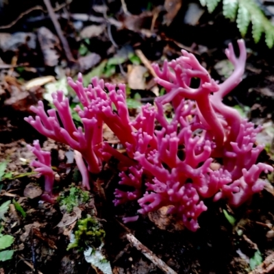 Clavaria zollingeri (Clavaria zollingeri) by Teresa