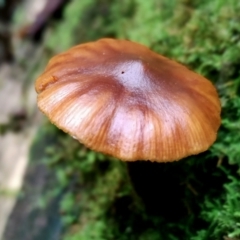 Galerina patagonica (Galerina patagonica) at Box Cutting Rainforest Walk - 9 Jun 2024 by Teresa