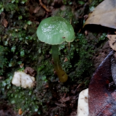 Gliophorus graminicolor (Slimy Green Waxcap) by Teresa