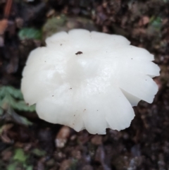 Hygrocybe sp. (Hygrocybe) at Box Cutting Rainforest Walk - 9 Jun 2024 by Teresa