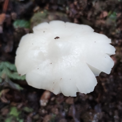 Hygrocybe sp. (Hygrocybe) at Box Cutting Rainforest Walk - 9 Jun 2024 by Teresa