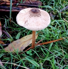 Macrolepiota clelandii (Macrolepiota clelandii) at Kianga, NSW - 9 Jun 2024 by Teresa