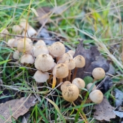 zz agaric (stem; gills not white/cream) at Callum Brae - 10 Jun 2024 by Mike