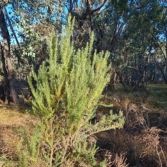 Cassinia aculeata (Common Cassinia) at Callum Brae - 10 Jun 2024 by Mike