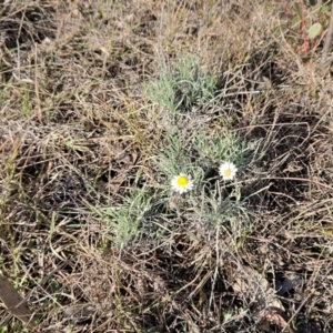 Leucochrysum albicans subsp. tricolor at The Pinnacle - 9 Jun 2024